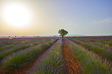 Tree growing next to True lavender (Lavandula angustifolia) fields near Valensole, Provance, France, Europe