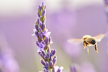 European honey bee (Apis mellifera) flying to a true lavender (Lavandula angustifolia) blossom in a field near Valensole, Provance, France, Europe