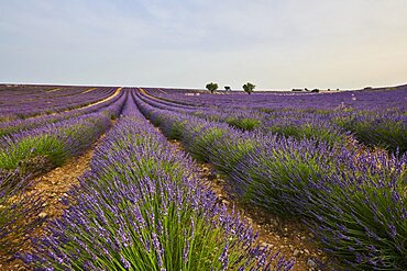 True lavender (Lavandula angustifolia) field near Valensole, Provance, France, Europe