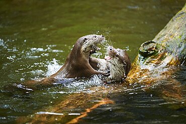 Eurasian otter (Lutra lutra), playing with each other in the water, Bavaria, Germany, Europe