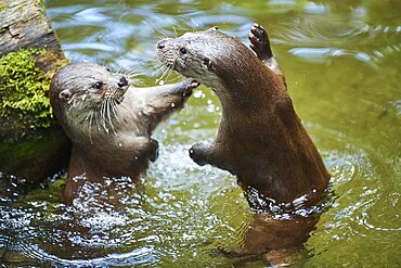 Eurasian otter (Lutra lutra), playing with each other in the water, Bavaria, Germany, Europe