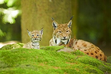 Eurasian lynx (Lynx lynx) mother with her youngster water, Bavaria, Germany, Europe