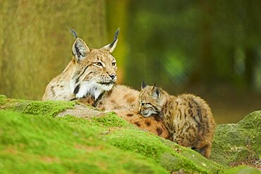 Eurasian lynx (Lynx lynx) mother with her youngster water, Bavaria, Germany, Europe