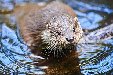 Eurasian otter (Lutra lutra), in the water, Bavaria, Germany, Europe