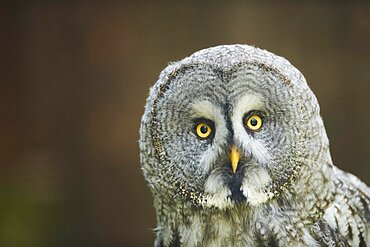 Ural owl (Strix uralensis), portrait, Bavaria, Germany, Europe