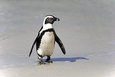 African penguin (Spheniscus demersus), adult, on the beach, coming out of the water, running, Boulders Beach, Simonstown, Western Cape, South Africa, Africa