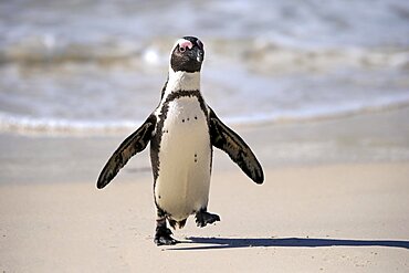 African penguin (Spheniscus demersus), adult, on the beach, coming out of the water, running, Boulders Beach, Simonstown, Western Cape, South Africa, Africa