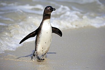 African penguin (Spheniscus demersus), adult, undeveloped, on the beach, coming out of the water, Boulders Beach, Simonstown, Western Cape, South Africa, Africa