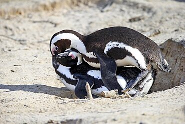 African penguin (Spheniscus demersus), adult, pair, on the beach, copula, Boulders Beach, Simonstown, Western Cape, South Africa, Africa