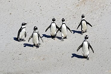 African penguin (Spheniscus demersus), adult, group, on the beach, walking, Boulders Beach, Simonstown, Western Cape, South Africa, Africa