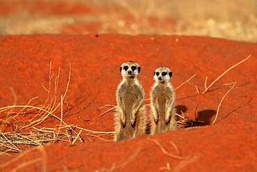 Meerkats (Suricata suricatta), meerkat, two young, at burrow, alert, Tswalu Game Reserve, Kalahari, Northern Cape, South Africa, Africa