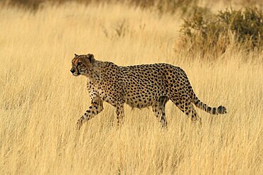 Cheetah (Acinonyx jubatus), adult, alert, running, stalking, Tswalu Game Reserve, Kalahari, Northern Cape, South Africa, Africa