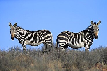 Cape Mountain Zebra (Equus zebra zebra), adult, pair, foraging, Mountain Zebra National Park, Eastern Cape, South Africa, Africa