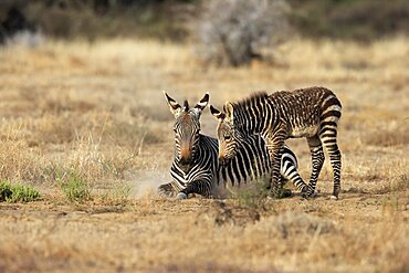 Cape Mountain Zebra (Equus zebra zebra), adult, young, mother with young, alert, foraging, Mountain Zebra National Park, Eastern Cape, South Africa, Africa