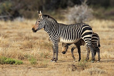 Cape Mountain Zebra (Equus zebra zebra), adult, young, mother with young, alert, foraging, Mountain Zebra National Park, Eastern Cape, South Africa, Africa