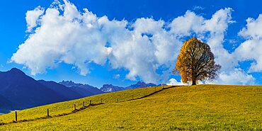 Peace lime tree (Tilia) on the Wittelsbacher Hoehe, 881m, Illertal, Allgaeu, Bavaria, Germany, Europe