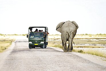 African elephant bull walking towards safari vehicle on a gravel road. Etosha National Park, Namibia, Africa