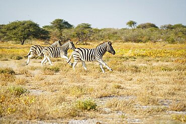 Burchells zebras (Equus quagga burchellii) galloping through grassland. Etosha National Park, Namibia, Africa