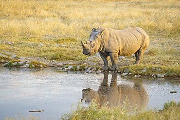 White rhino (Ceratotherium simum) standing at a waterhole with reflection in the water. Etosha National Park, Namibia, Africa