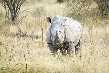 White rhino (Ceratotherium simum) looking into camera full body front view. Etosha National Park, Namibia, Africa