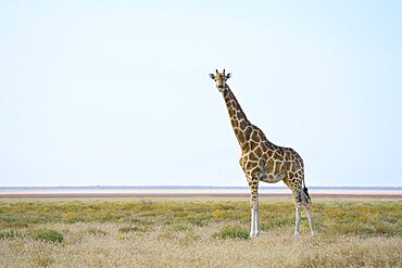 Giraffe (Giraffa camelopardalis) stands in front of salt pan. Etosha National Park, Namibia, Africa