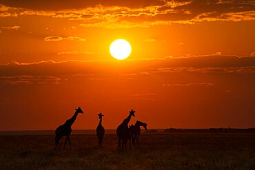 Group of Giraffes (Giraffa camelopardalis) walks in African savanna at sunset. Etosha National Park, Namibia, Africa