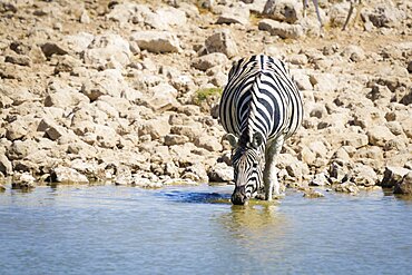 Burchells zebra (Equus quagga burchellii) stands in a watering hole drinking. Etosha National Park, Namibia, Africa