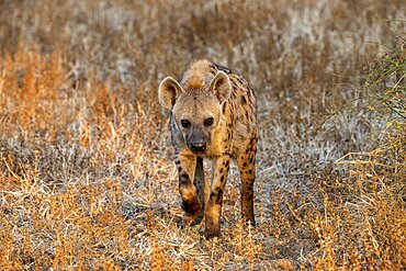 Spotted hyena (Crocuta crocuta), stalking, in morning light, Nsefu Sector, South Luangwa, Zambia, Africa