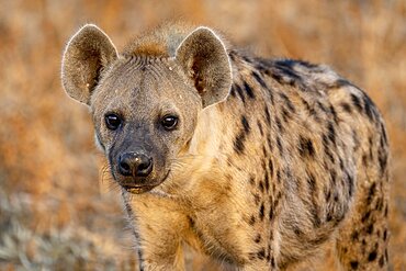 Spotted hyena (Crocuta crocuta), animal portrait, in morning light, Nsefu Sector, South Luangwa, Zambia, Africa