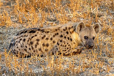 Spotted hyena (Crocuta crocuta), resting, in morning light, Nsefu Sector, South Luangwa, Zambia, Africa