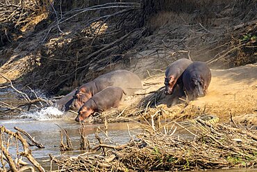 Hippos (Hippopotamus amphibius), South Luangwa, Zambia, Africa