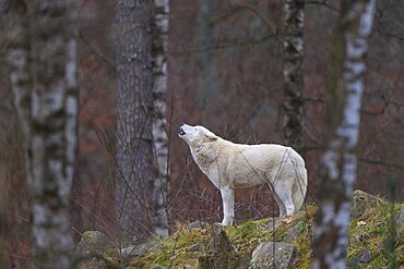 Arctic wolf (Canis lupus arctos), howling, captive