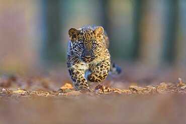 Indian leopard (Panthera pardus fusca), young animal running in forest