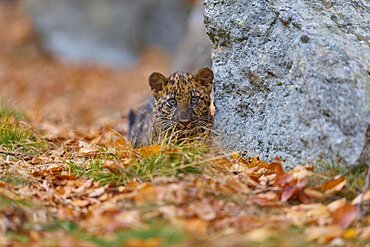 Indian leopard (Panthera pardus fusca), young animal in forest