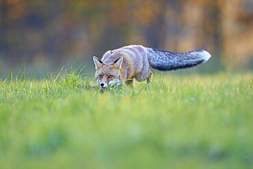 Red Fox (vulpes vulpes), running in meadow at autumn