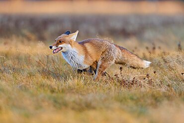 Red Fox (Vulpes vulpes), running in meadow at autumn