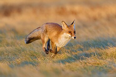 Red Fox (Vulpes vulpes), running in meadow at autumn