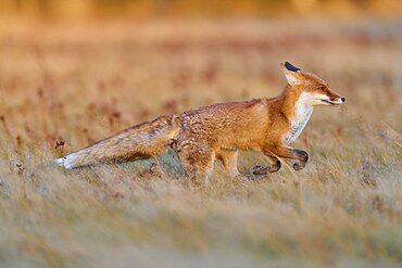 Red Fox (Vulpes vulpes), running in meadow at autumn