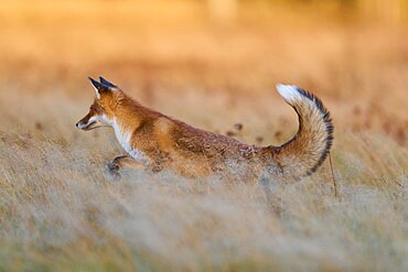 Red Fox (Vulpes vulpes), running in meadow at autumn