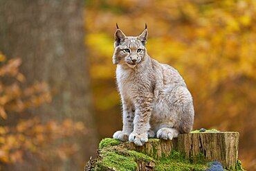 Eurasian lynx (Lynx lynx), sitting on tree trunk in autumn forest