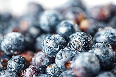 Food photography, european blueberry (Vaccinium myrtillus), blueberries with water drops, close-up