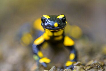 Fire salamander (Salamandra salamandra), Hesse, Germany, Europe