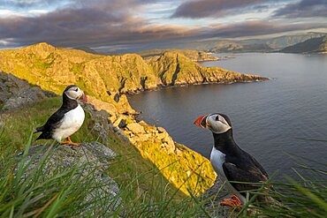 Puffin (Fratercula arctica), Bird Island Runde, Norway, Europe