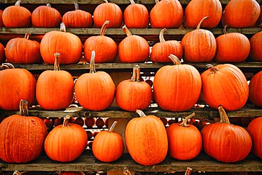 Many Halloween 'Ghostride' pumpkins on shelves