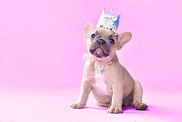 French Bulldog dog puppy wearing a paper crown with lace and ribbons on pink background with empty copy space