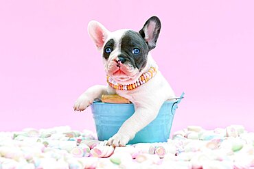 Cute blue pied French Bulldog dog puppy in bucket between marshmallow sweets on pink background