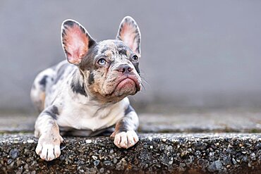 Young blue merle tan French Bulldog dog lying down in front of gray wall