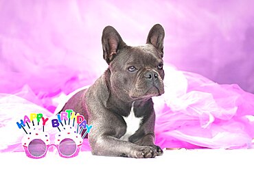 Black French Bulldog dog wearing pink tutu skirt with glasses saying 'Happy Birthday'