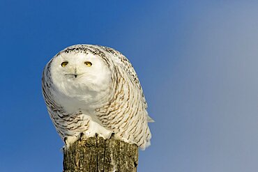 Snowy owl (Bubo scandiacus) female perched on a pole and watching.