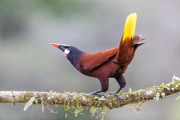 Montezuma Oropendola (Psarocolius montezuma), male, Boca Tapada region, Costa Rica, Central America